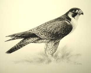 Zeichnung eines Wanderfalkens, von Claus Rabba gemalt.