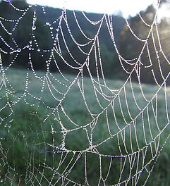 Spinnenweben als Motiv: Natur fotografieren lernen im Fotokurs oder Fotoworkshop. Foto: "spiderweb" by Peter Shanks (CC BY 2.0 - https://creativecommons.org/licenses/by/2.0/).