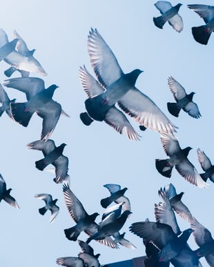 Richtig mit dem Autofokus umgehen. Fotografieren lernen im Fotokurs. Foto: Zac Ong/Unsplash. Fotografie eines Vogelschwarms.