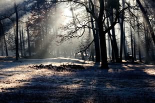 Fotografieren lernen im Fotokurs: Aus welcher Richtung sollte das Licht kommen? Foto: Anderas N/Pixabay License. Landschaftsfotografie eines Waldes, auf dessen Boden sich Tau befindet.