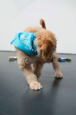 In einer Fotografie wird ein Hund mit einem blauen Tuch um den Hals abgebildet.