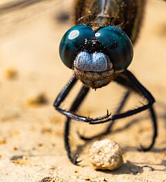 Dieses Insekt ist erkennbar ohne Focus Stacking abgebildet. Fotografieren lernen im Fotokurs. Foto: Michael Payne/Unsplash.