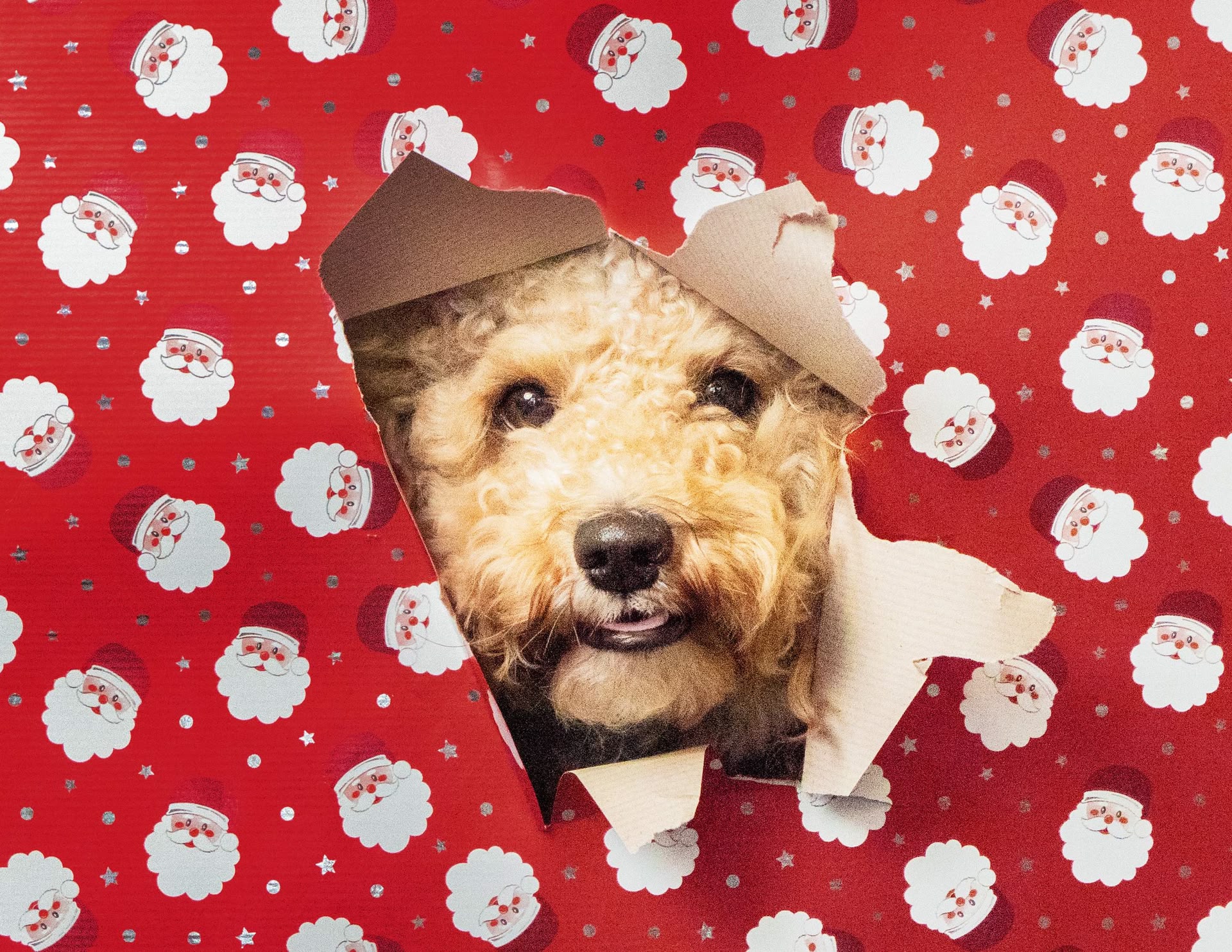 Ein Maltipoo-Hund guckt durch ein Loch in einem roten Geschenkpapier mit Weihnachtsmännern drauf
