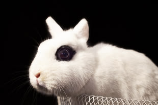 Stillleben fotografieren lernen im Fotokurs. Foto: "portrait of white rabbit in white bowl" by Adam Drobiec (CC BY 2.0 - https://creativecommons.org/licenses/by/2.0/). Vor einem schwarzen Hintergrund wird ein weißes Kaninchen abgebildet.