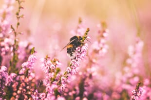Naturfotografie einer Biene, die auf einem Blütenstängel sitzt.