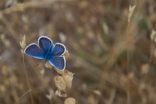 Fotografie eines blauen Schmetterlings, der auf einer Pflanze sitzt.