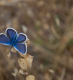 Schmetterlinge fotografieren lernen im Fotokurs oder Fotoworkshop. Foto: Michele Bergami/Unsplash.