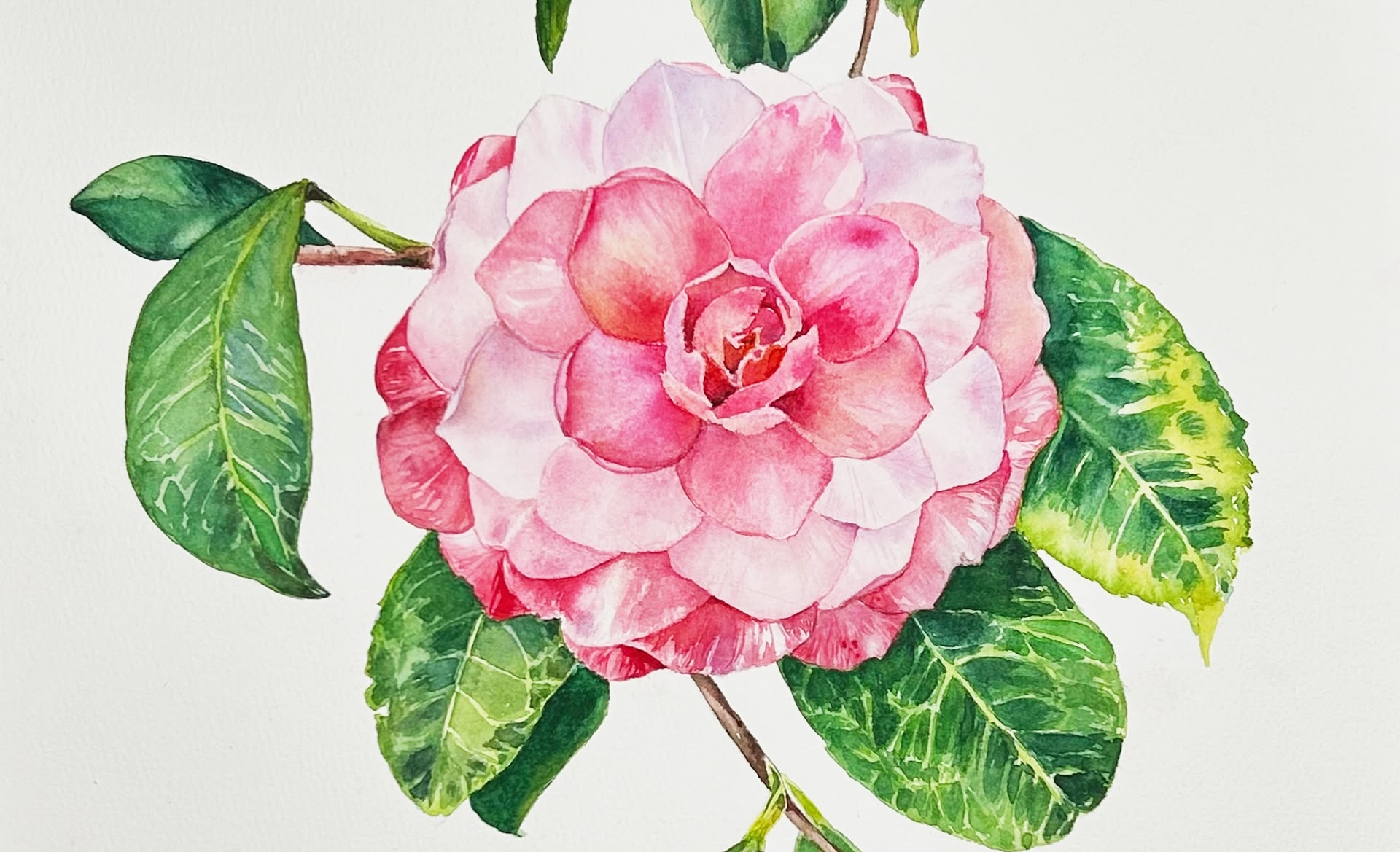 Ein Aquarellbild einer rosa Blume mit grünen Blättern darunter