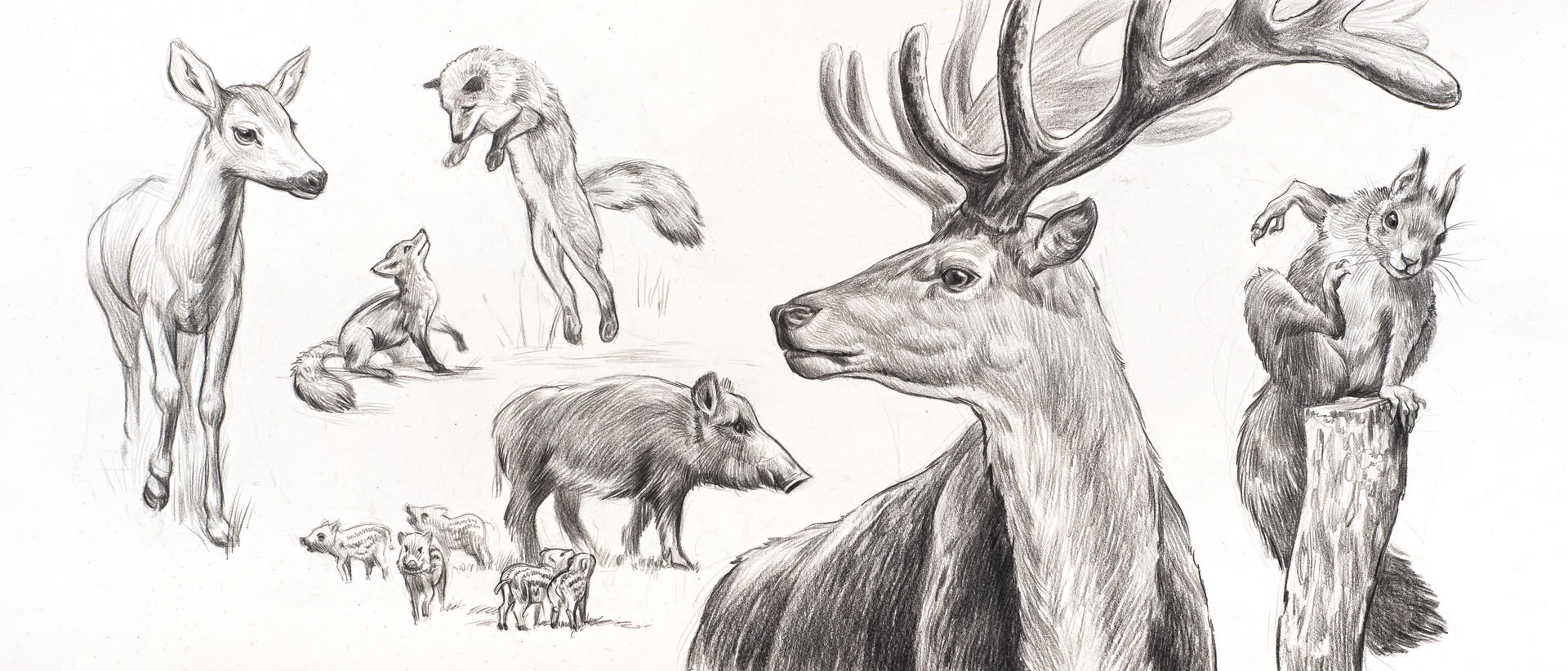 Sketch verschiedener Wildtiere von Alexander Leybovich