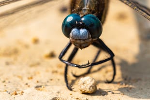 Dieses Insekt ist erkennbar ohne Focus Stacking abgebildet. Fotografieren lernen im Fotokurs. Foto: Michael Payne/Unsplash. Nahaufnahme eines Insekts.