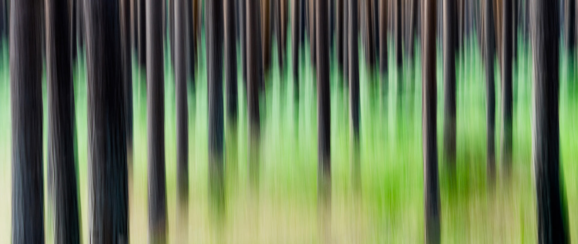 Ein abstraktes Foto von einem Wald mit hohen Baumstämmen, die von Grün umringt werden.