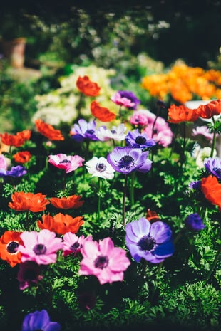 Fotografie, in der verschiedenen farbige Blumen in einem Garten dargestellt werden.