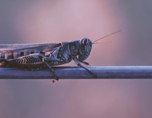 Die Fotografie stellt eine Heuschrecke vor einem violetten Hintergrund dar.