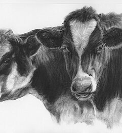 Kühe zeichnen lernen - Werk: Claus Rabba