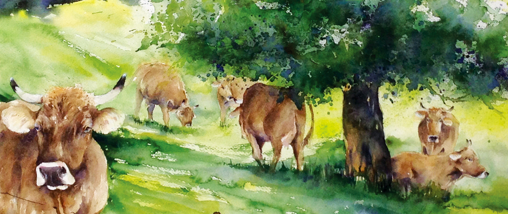 Kühe - im Portrait und auf der Weide