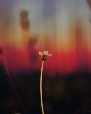 Fotografie einer kleinen Blume.