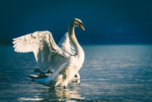 Fotografie eines Schwans im Wasser.