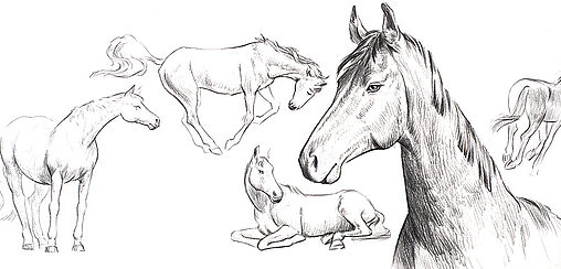 Tiere zeichnen leicht gemacht - das Pferd
