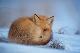 Fotografie eines Fuchses, der im Schnee liegt.