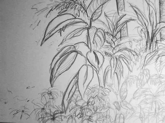 zeichnen lernen - Werk: artistravel Zeichnung von verschiedenen Pflanzen.