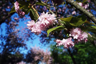 Tipps fürs Kirschblütenfotografieren! Fotografieren lernen im Fotokurs. Foto: Jana Niedert. Nahaufnahme eines Astes von einer Kirschblüte.