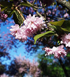 Tipps fürs Kirschblütenfotografieren! Fotografieren lernen im Fotokurs. Foto: Jana Niedert.