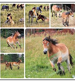 Collage, Fotocollage, Pferd, Horse, Kreativurlaub, Malreise, Foto: Pixabay