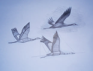 Zeichnung eines realistischen Vogels anhand von drei aufbauenden Zeichnungen von Claus Rabba.