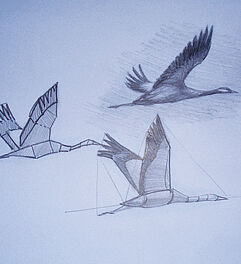 Vögel zeichnen lernen Zeichenkurs Werk: Claus Rabba