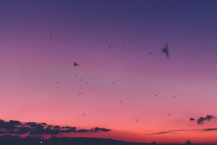 Fotografie eines pink-violetten Himmels, an dem mehrere Vögel zu sehen sind.