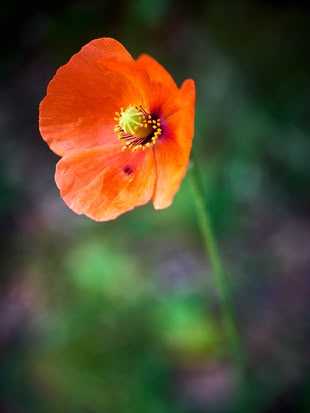 Fotografie einer Mohnblume.
