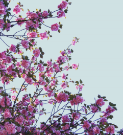 Kirschblüten gegen den Himmel fotografiert. Fotografieren lernen im Fotokurs. Foto: Jana Niedert.