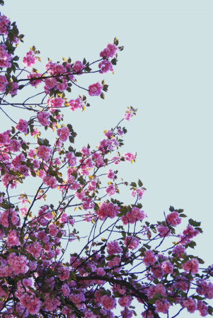 Kirschblüten gegen den Himmel fotografiert. Fotografieren lernen im Fotokurs. Foto: Jana Niedert. Fotografie bildet einen Teil einer blühenden Kirschblüte ab.