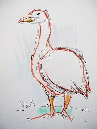 Malen und Zeichnen Lernen Werk: artistravel Eine grobe Zeichnung von einer Gans.